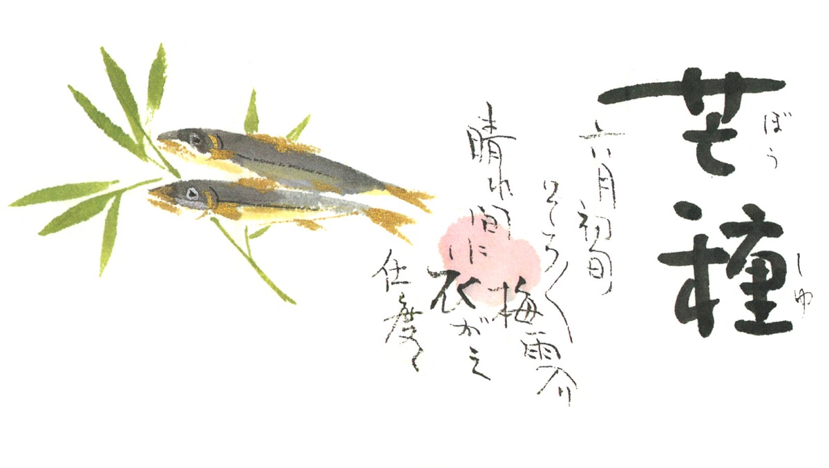 芒種